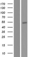 Western blot validation of overexpression lysate (Cat# LY433100) using anti-DDK antibody (Cat# TA50011-100). Left: Cell lysates from un-transfected HEK293T cells; Right: Cell lysates from HEK293T cells transfected with RC230100 using transfection reagent MegaTran 2.0 (Cat# TT210002).