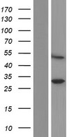 Western blot validation of overexpression lysate (Cat# LY432250) using anti-DDK antibody (Cat# TA50011-100). Left: Cell lysates from un-transfected HEK293T cells; Right: Cell lysates from HEK293T cells transfected with RC229229 using transfection reagent MegaTran 2.0 (Cat# TT210002).