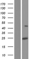 Western blot validation of overexpression lysate (Cat# LY433129) using anti-DDK antibody (Cat# TA50011-100). Left: Cell lysates from un-transfected HEK293T cells; Right: Cell lysates from HEK293T cells transfected with RC230129 using transfection reagent MegaTran 2.0 (Cat# TT210002).