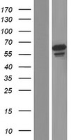 Western blot validation of overexpression lysate (Cat# LY406908) using anti-DDK antibody (Cat# TA50011-100). Left: Cell lysates from un-transfected HEK293T cells; Right: Cell lysates from HEK293T cells transfected with RC213111 using transfection reagent MegaTran 2.0 (Cat# TT210002).