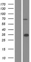 Western blot validation of overexpression lysate (Cat# LY405815) using anti-DDK antibody (Cat# TA50011-100). Left: Cell lysates from un-transfected HEK293T cells; Right: Cell lysates from HEK293T cells transfected with RC218826 using transfection reagent MegaTran 2.0 (Cat# TT210002).