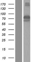 Western blot validation of overexpression lysate (Cat# LY427617) using anti-DDK antibody (Cat# TA50011-100). Left: Cell lysates from un-transfected HEK293T cells; Right: Cell lysates from HEK293T cells transfected with RC226891 using transfection reagent MegaTran 2.0 (Cat# TT210002).
