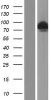 Western blot validation of overexpression lysate (Cat# LY422421) using anti-DDK antibody (Cat# TA50011-100). Left: Cell lysates from un-transfected HEK293T cells; Right: Cell lysates from HEK293T cells transfected with RC214185 using transfection reagent MegaTran 2.0 (Cat# TT210002).