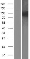 Western blot validation of overexpression lysate (Cat# LY408360) using anti-DDK antibody (Cat# TA50011-100). Left: Cell lysates from un-transfected HEK293T cells; Right: Cell lysates from HEK293T cells transfected with RC224100 using transfection reagent MegaTran 2.0 (Cat# TT210002).