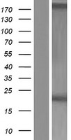Western blot validation of overexpression lysate (Cat# LY422013) using anti-DDK antibody (Cat# TA50011-100). Left: Cell lysates from un-transfected HEK293T cells; Right: Cell lysates from HEK293T cells transfected with RC218342 using transfection reagent MegaTran 2.0 (Cat# TT210002).