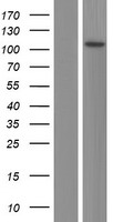 Western blot validation of overexpression lysate (Cat# LY423360) using anti-DDK antibody (Cat# TA50011-100). Left: Cell lysates from un-transfected HEK293T cells; Right: Cell lysates from HEK293T cells transfected with RC206938 using transfection reagent MegaTran 2.0 (Cat# TT210002).