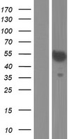 Western blot validation of overexpression lysate (Cat# LY406185) using anti-DDK antibody (Cat# TA50011-100). Left: Cell lysates from un-transfected HEK293T cells; Right: Cell lysates from HEK293T cells transfected with RC223422 using transfection reagent MegaTran 2.0 (Cat# TT210002).