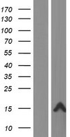 Western blot validation of overexpression lysate (Cat# LY431745) using anti-DDK antibody (Cat# TA50011-100). Left: Cell lysates from un-transfected HEK293T cells; Right: Cell lysates from HEK293T cells transfected with RC228717 using transfection reagent MegaTran 2.0 (Cat# TT210002).