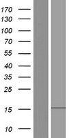 Western blot validation of overexpression lysate (Cat# LY427044) using anti-DDK antibody (Cat# TA50011-100). Left: Cell lysates from un-transfected HEK293T cells; Right: Cell lysates from HEK293T cells transfected with RC225050 using transfection reagent MegaTran 2.0 (Cat# TT210002).