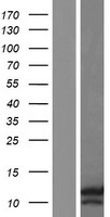 Western blot validation of overexpression lysate (Cat# LY420675) using anti-DDK antibody (Cat# TA50011-100). Left: Cell lysates from un-transfected HEK293T cells; Right: Cell lysates from HEK293T cells transfected with RC218353 using transfection reagent MegaTran 2.0 (Cat# TT210002).