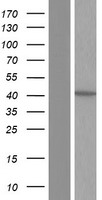 Western blot validation of overexpression lysate (Cat# LY427043) using anti-DDK antibody (Cat# TA50011-100). Left: Cell lysates from un-transfected HEK293T cells; Right: Cell lysates from HEK293T cells transfected with RC225571 using transfection reagent MegaTran 2.0 (Cat# TT210002).