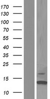 Western blot validation of overexpression lysate (Cat# LY426397) using anti-DDK antibody (Cat# TA50011-100). Left: Cell lysates from un-transfected HEK293T cells; Right: Cell lysates from HEK293T cells transfected with RC225063 using transfection reagent MegaTran 2.0 (Cat# TT210002).