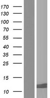 Western blot validation of overexpression lysate (Cat# LY420390) using anti-DDK antibody (Cat# TA50011-100). Left: Cell lysates from un-transfected HEK293T cells; Right: Cell lysates from HEK293T cells transfected with RC218263 using transfection reagent MegaTran 2.0 (Cat# TT210002).