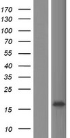 Western blot validation of overexpression lysate (Cat# LY433960) using anti-DDK antibody (Cat# TA50011-100). Left: Cell lysates from un-transfected HEK293T cells; Right: Cell lysates from HEK293T cells transfected with RC230961 using transfection reagent MegaTran 2.0 (Cat# TT210002).