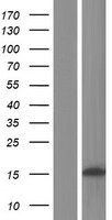Western blot validation of overexpression lysate (Cat# LY433920) using anti-DDK antibody (Cat# TA50011-100). Left: Cell lysates from un-transfected HEK293T cells; Right: Cell lysates from HEK293T cells transfected with RC230921 using transfection reagent MegaTran 2.0 (Cat# TT210002).