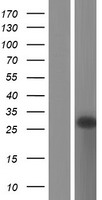 Western blot validation of overexpression lysate (Cat# LY433768) using anti-DDK antibody (Cat# TA50011-100). Left: Cell lysates from un-transfected HEK293T cells; Right: Cell lysates from HEK293T cells transfected with RC230769 using transfection reagent MegaTran 2.0 (Cat# TT210002).