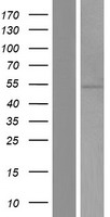 Western validation with an anti-DDK antibody; L: Control HEK293 lysate R: Over-expression lysate