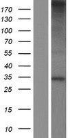 Western blot validation of overexpression lysate (Cat# LY408630) using anti-DDK antibody (Cat# TA50011-100). Left: Cell lysates from un-transfected HEK293T cells; Right: Cell lysates from HEK293T cells transfected with RC204291 using transfection reagent MegaTran 2.0 (Cat# TT210002).
