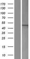 Western blot validation of overexpression lysate (Cat# LY408259) using anti-DDK antibody (Cat# TA50011-100). Left: Cell lysates from un-transfected HEK293T cells; Right: Cell lysates from HEK293T cells transfected with RC204927 using transfection reagent MegaTran 2.0 (Cat# TT210002).