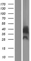 Western blot validation of overexpression lysate (Cat# LY428699) using anti-DDK antibody (Cat# TA50011-100). Left: Cell lysates from un-transfected HEK293T cells; Right: Cell lysates from HEK293T cells transfected with RC226719 using transfection reagent MegaTran 2.0 (Cat# TT210002).