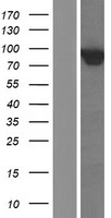 Western blot validation of overexpression lysate (Cat# LY409503) using anti-DDK antibody (Cat# TA50011-100). Left: Cell lysates from un-transfected HEK293T cells; Right: Cell lysates from HEK293T cells transfected with RC210463 using transfection reagent MegaTran 2.0 (Cat# TT210002).