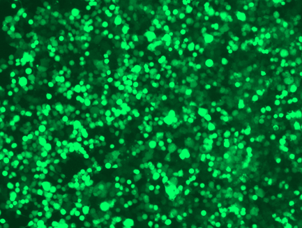 Fig. 1. HEK293T cells were transfected with a Lentiviral GFP expression plasmid (cat# PS100093) using LentiTran.  The fluorescence image was taken 48 hrs post transfection.
