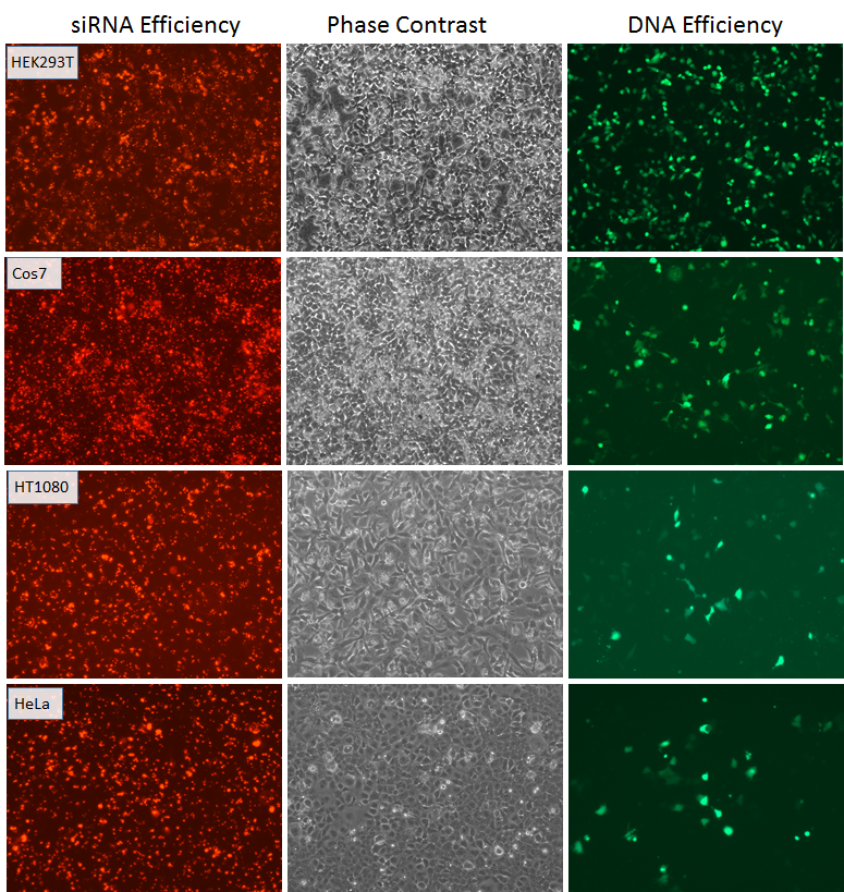 siTran 2.0 was used to co-transfect TYE-563 labeled siRNA (cat# SR30002) and  GFP plasmid DNA (cat# PS100093). Images were taken 48 hrs post transfection.