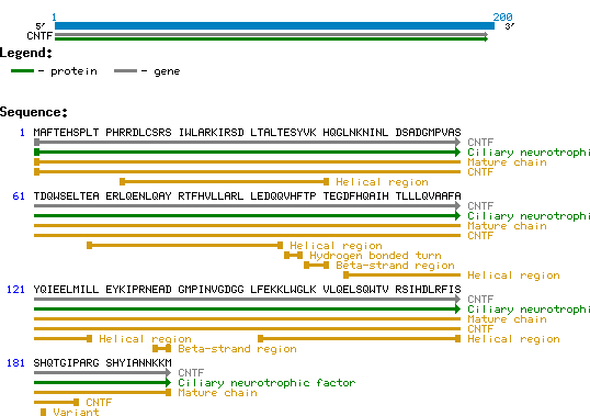 CNTF protein structure and sequence