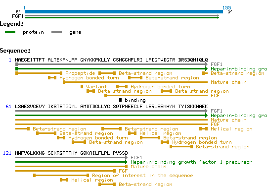 FGF1 protein structure and sequence