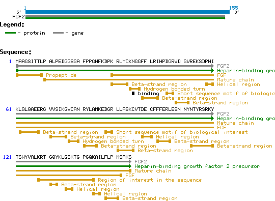FGF2 protein structure and sequence