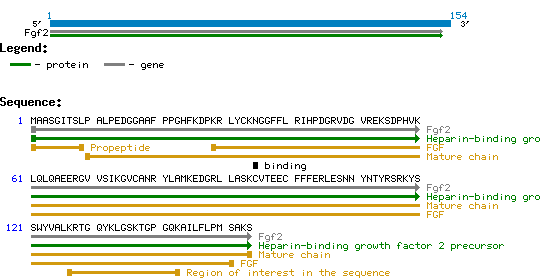 FGF-2 protein structure and sequence