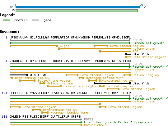 FGF-19 protein structure and sequence
