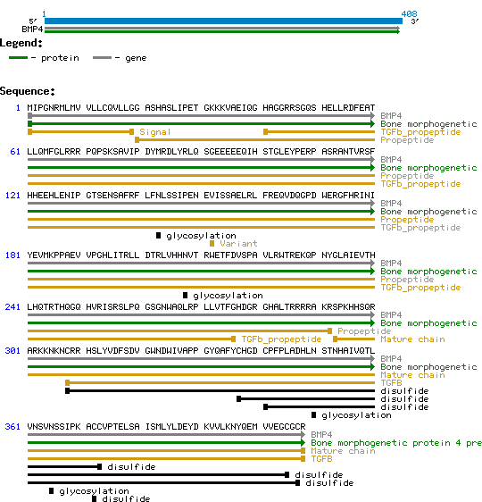 BMP4 Human Protein