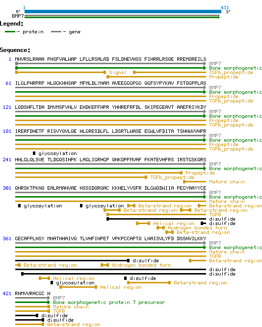 BMP7 Human Protein