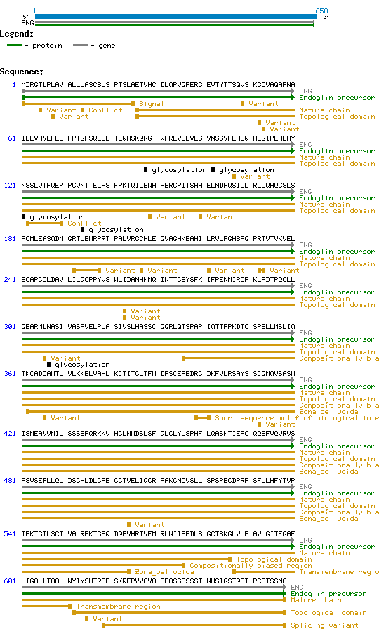 CD105 structure and sequence.