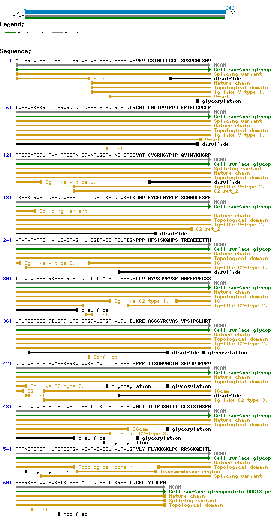 CD146 structure and sequence
