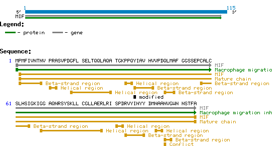 MIF Human Protein