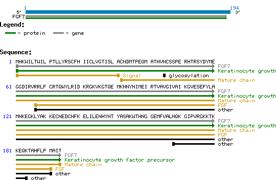 KGF Human structure and sequence