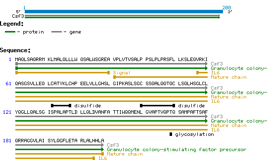 G-CSF Mouse Structure and Sequence.
