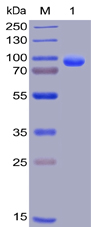 Figure 1. Human CD138, hFc-His Tag on SDS-PAGE under reducing condition.