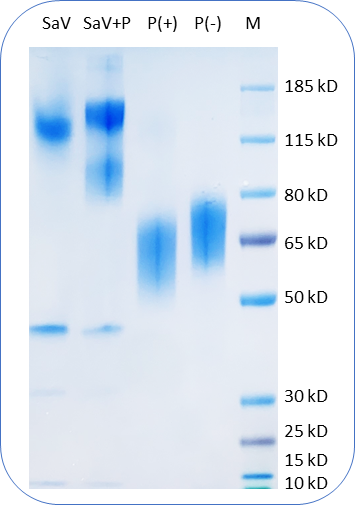 Biotinylated Human CD30 Protein (C-His-Avi) on SDS-PAGE under reducing condition P(+) and non-reducing condition P(-). The purity of this protein appears to be greater than 90% based on Coomassie-blue staining.