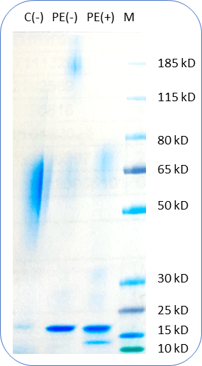 PE conjugated Human CD30 Protein (C-His) on SDS-PAGE under reducing condition PE (+) and non-reducing condition PE(-). C(-) is unconjugated Human CD30 Protein under non reducing condition.