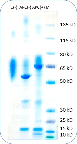 APC conjugated Human CD30 Protein (C-His) on SDS-PAGE under reducing condition APC (+) and non-reducing condition APC(-). C(-) is unconjugated Human CD30 Protein under non reducing condition.