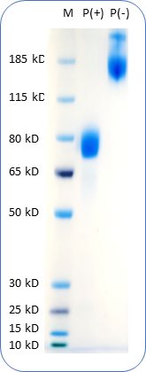 Human IL13RA2 Protein (C-Fc) on SDS-PAGE under reducing condition P(+) and non-reducing condition P(-). The purity of this protein appears to be greater than 95% based on Coomassie-blue staining.