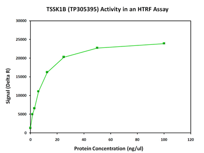 TSSK1 (TSSK1B) (NM_032028) Human Recombinant Protein