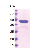 Cyclophilin-40 (1-370, His-tag) Human Protein