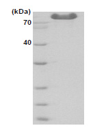 DMG (N,N-dimethylglycine oxidase) (23-198, His-tag) Human Protein