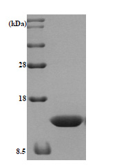 Thioredoxin / TRX1 (1-105) Human Protein