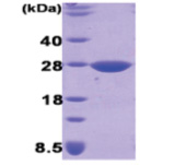 DsbG (18-248) Escherichia coli Protein