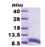 ATOX1 (1-68, His-tag) Human Protein